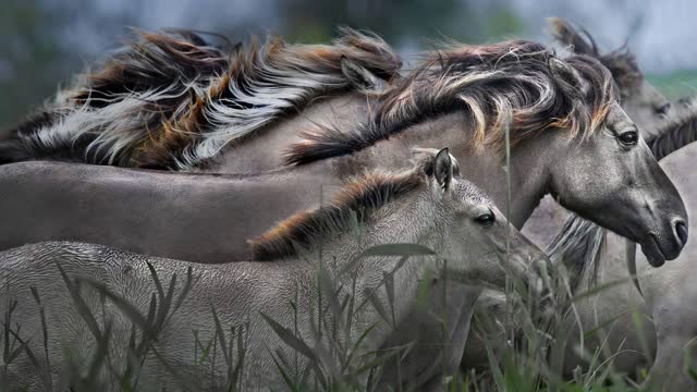 KonikHorses